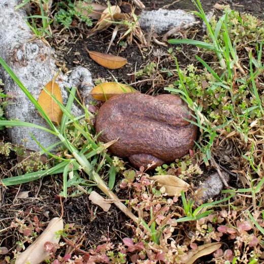 Picture of Doogie Doo Key Hider